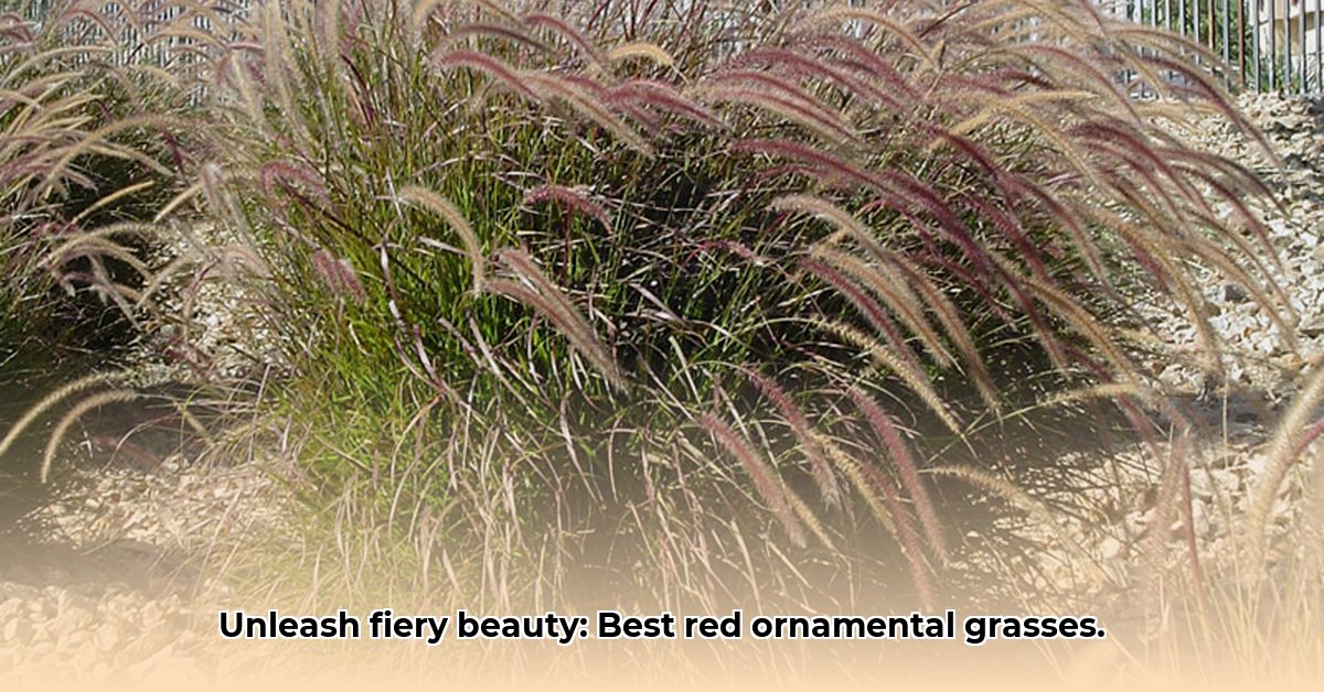 best-red-ornamental-grasses